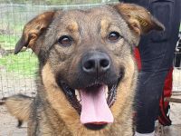 Appa, sehr menschenbezogene Hündin, die gerne täglich Streicheleinheiten hätte, 2 Jahre, 55 cm