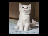 Tolle BKH-KÄTZCHEN suchen ein Zuhause