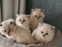 Neva Masquarade, Katzenbabys