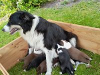 Bordercollie, Australien Welpen