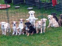 Welpen - Labrador Mix  - Border Collie Mix Mix    BEENDET!