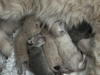 BKH Nachwuchs: 6 kleine Fellnasen sind da!