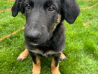 Nur noch 1 Rüde Mischling Gelbbacke , altdeutscher Hütehund