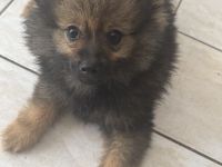 Pomerana klein spitz
