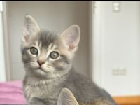 BKH Kitten mit Zubehör