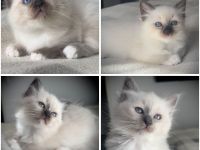 Heilige Birma Kitten