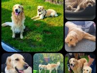 Wurfankündigung Anfang Oktober 2026 / Golden Retriever Welpen reinrassig