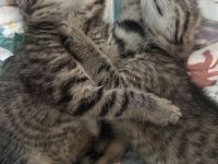 Simba & Nala suchen ein schönes zu Hause