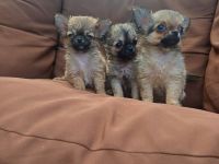 Rasselbande sucht liebe Adoptiveltern