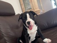 American XL Bully Welpen