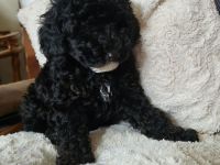 Zwergpudel Welpe Hündin