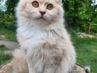 sehr liebe BritischLanghaar-Katzen in lilac BLH (BKH)