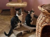 Spätzle und Streusel