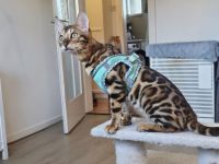 Wunderschönes reinrassiges Bengalkitten mit Stammbaum