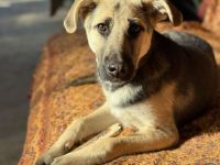 Charlotte, jung, mit Handicap, sucht dringend einen Gnadenplatz