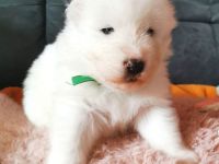 Samojede Welpen - Liebevolle Vereinszucht mit 20 Jahren Erfahrung