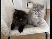 BKH/EKH Kitten abzugeben verschiedene Farben