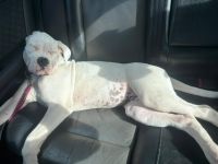 1 Boxerhündin aus dem Wurf