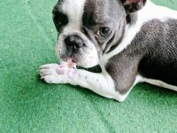 Französische Bulldogge welpe