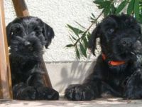 Mittelschnauzer Welpen in schwarz