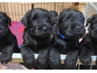 Mittelschnauzer Welpen in schwarz