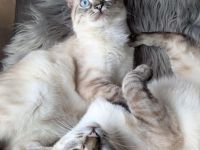 Kuschelplatz gesucht für zwei süße Siamesinnen: Mira und Marlene