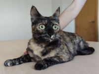 Rihana und Romina suchen ein Zuhause, aber auf jeden Fall gemeinsam!