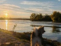 Wolfsspitz Welpe Hündin sucht für-immer-Zuhause