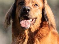 Hovawartwelpen aus langjähriger Zucht