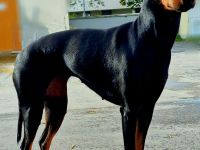 von der Blattgoldstadt