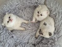 Süße reinrassige BKH Kitten suchen Zuhause