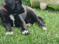 Magyar Vizsla-Mix Welpen