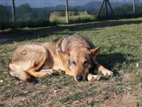 Schäferhund-Mischling Tango