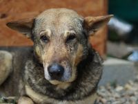 Schäferhund-Mischling Tango