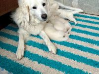 Bella - slovensky cuvac