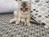 BHK Britisch Kurzhaar reinrassig