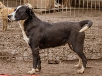 Apacs, schenkt gern ein Küßchen