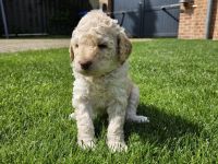 Goldendoodlewelpen abzugeben