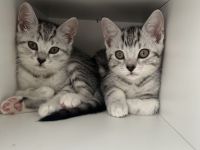 Britisch Kurzhaar Kitten Weibchen !