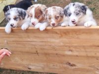 Mini Australien Sheperd Welpen reinrassig