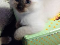 2 kleine, süße Kater - Heilige Birma