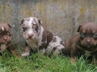 Wunderschöne American Bully Welpen zu Verkaufen!!