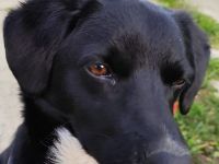 Toller Kumpel auf vier Pfoten