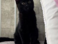 babykater absofort abzugeben