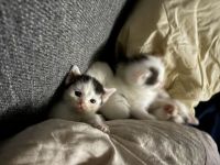 Katzenbabies suchen liebevolles Zuhause!