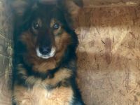 Unsichere Malua sucht ruhiges Zuhause