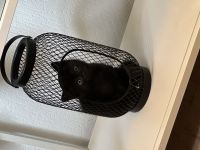 BKH Katzenbabys schwarz