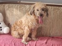 Luca - sucht das beste Zuhause