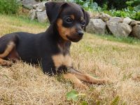 Abgabebereit Prager Rattler