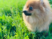 Pomerian/Spitz Rüde 18 Monate